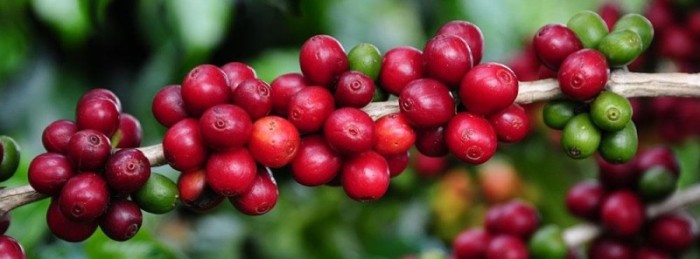 Emater -MG / Divulgação