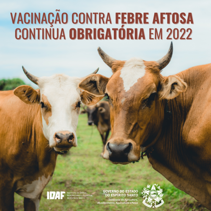 Etapa de vacinação contra febre aftosa começa no dia 1º