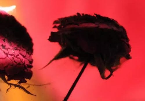 Funarte SP recebe exposições que celebram o legado de Leila Reinert - (Foto: divulgação)