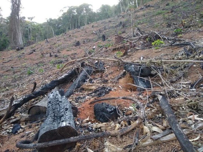 Idaf identifica desmatamento em Reserva Legal em Guaçuí