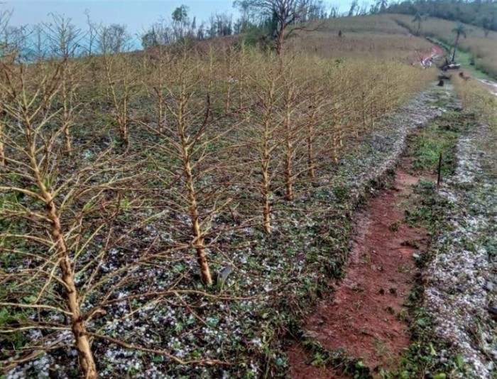 Lavoura de café afetada por chuva de granizo em Minas Gerais - (Foto: Emater / MG)