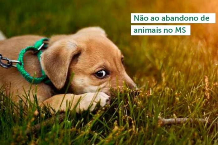 Dezembro Verde: Mês traz conscientização do cuidado aos animais