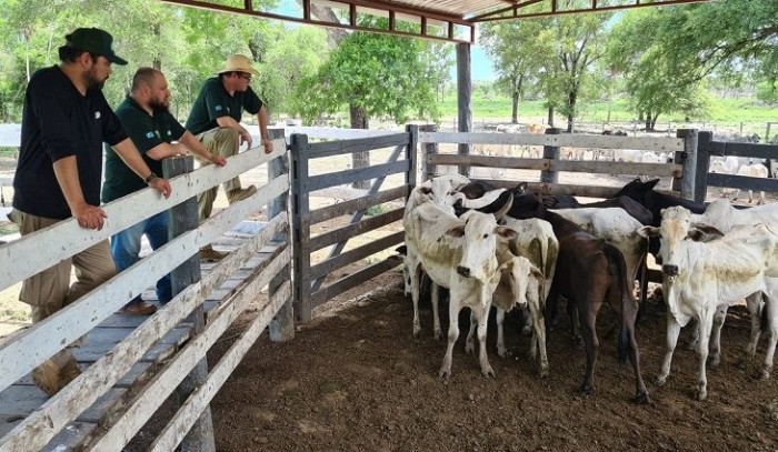 Ação inédita de MS e Paraguai recupera 230 bovinos roubados de fazenda em Corumbá