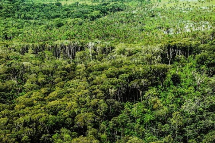 Um dos objetivos da MP é aproveitar potencial de conservação da biodiversidade - (Foto: Bruno Cecim/Agência Pará)
