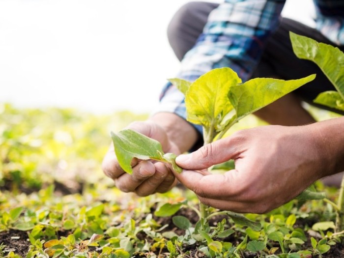 Governo institui Política Estadual de Fomento aos Investimentos e Negócios de Impacto Socioambiental e prorroga incentivos do Programa Gerar até 2032