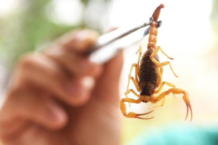 Dourados registra 84 acidentes com animais peçonhentos em 2022