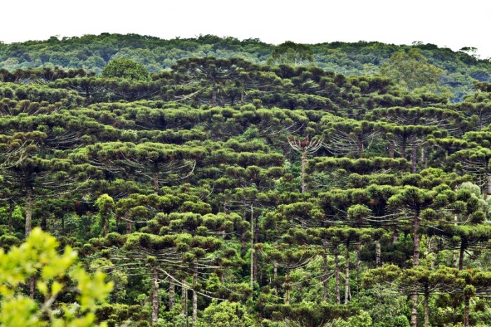 Foto: Denis Ferreira Netto