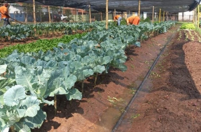 Horta cuidada por detentos reforça alimentação de famílias carentes de Aquidauana