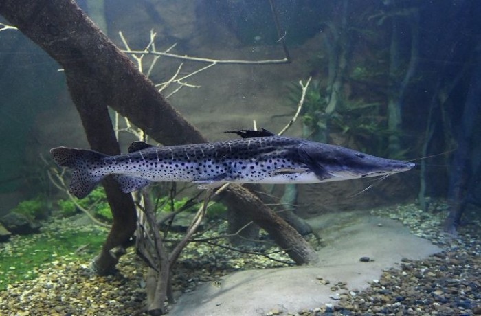 União permite pesca do pintado e Governo de MS e ICMBio vão fazer monitoramento da espécie