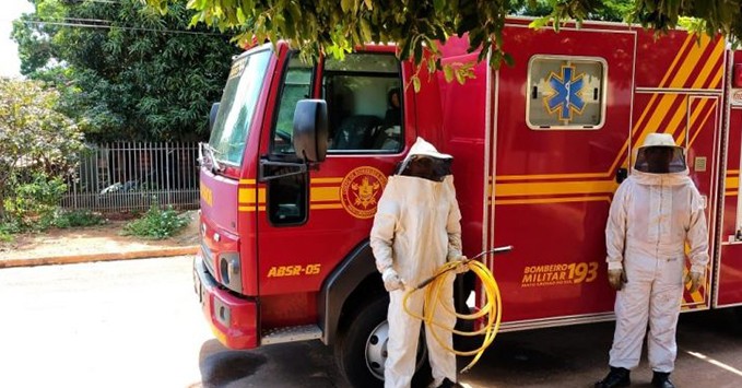 Ataques de abelhas podem ser evitados com alguns cuidados, alerta Corpo de Bombeiros
