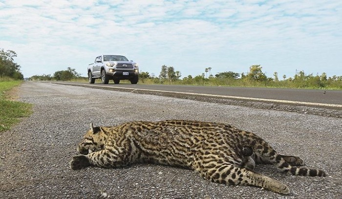 Manter a velocidade permitida em rodovias pode evitar o atropelamento de animais, alerta PMA