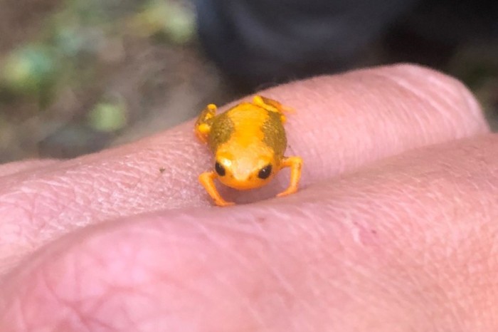 Foto: Jurandir Coelho