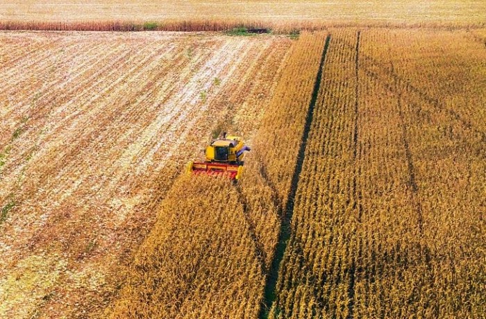 Milho e celulose puxam balança comercial que fecha com superávit de US$ 476 milhões no Estado