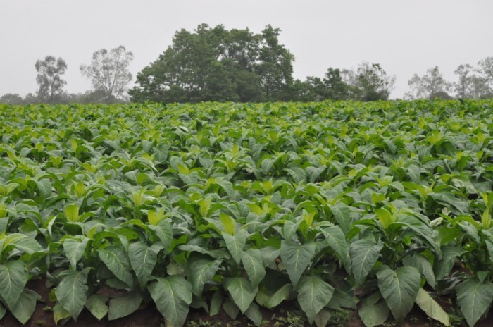 Segundo os parlamentares que assinam a matéria, a alteração do local de classificação do fumo vai garantir negociações de preços mais justas e transparentes, valorizando a produção paranaense. / Créditos: Divulgação/Afubra