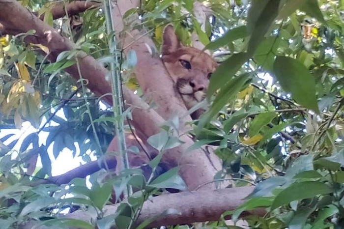 Foto: IAT e Polícia Ambiental