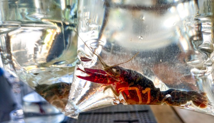 Brasil tem mais de 270 animais exóticos que ameaçam biodiversidade