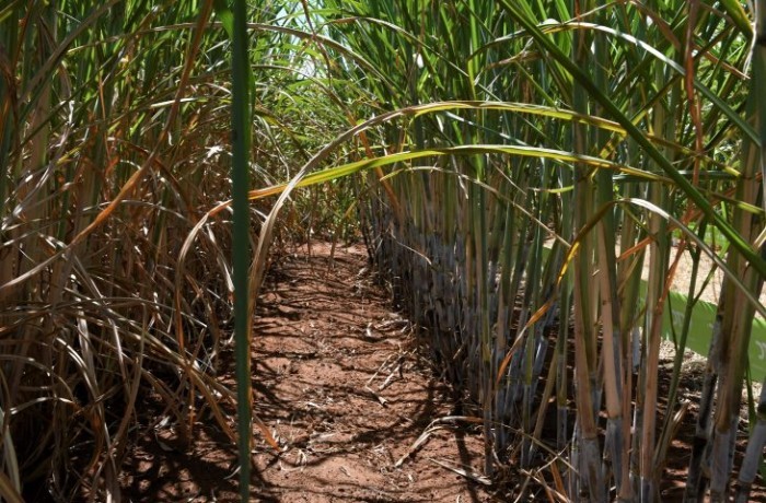 Com apoio do Governo, setor sucroenergético de MS tem a 4ª maior produção de cana do Brasil