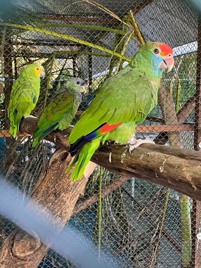 Exposições, torneios, feiras e demais eventos com aglomeração de aves estão suspensos por 90 dias