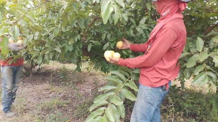 Unidade prisional inicia colheita de Goiaba Paluma