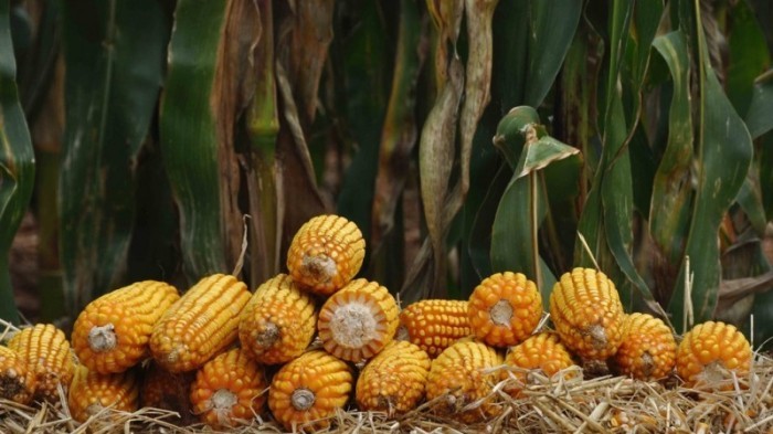 O Programa Troca-Troca de Sementes promove o fomento ao cultivo de milho (foto) e sorgo no Estado -Foto: Fernando Dias/Ascom Seapdr