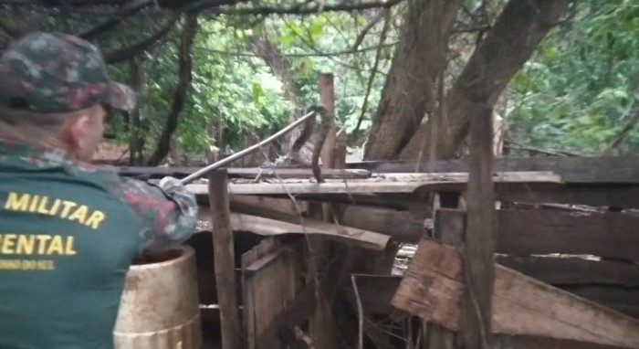 Polícia Militar Ambiental de Campo Grande captura serpente peçonhenta da espécie cascavel de cerca de 1,5 metro em quintal de casa em chácara urbana