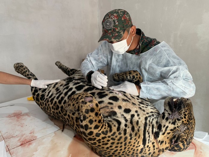 PMA inaugura laboratório de taxidermia de Miranda reunindo Policiais para montagem de animais para educação ambiental, inclusive onça-pintada atropelada em janeiro deste ano