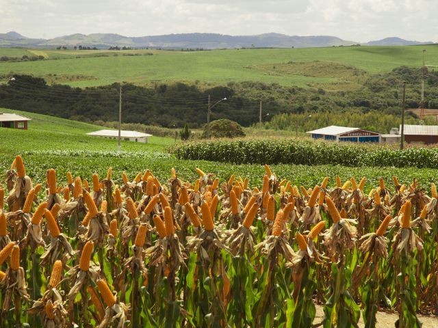 Foto: Aires Mariga/Epagri
