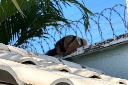 Tamanduá-mirim adulto é resgatado dormindo dentro de cerca elétrica de residência de Palmas