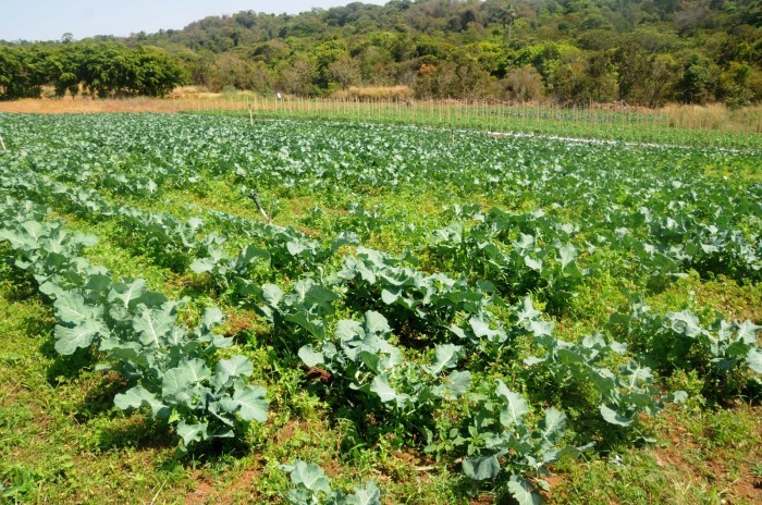 Foto: Lúcio Bernardo Jr. / Agência Brasília