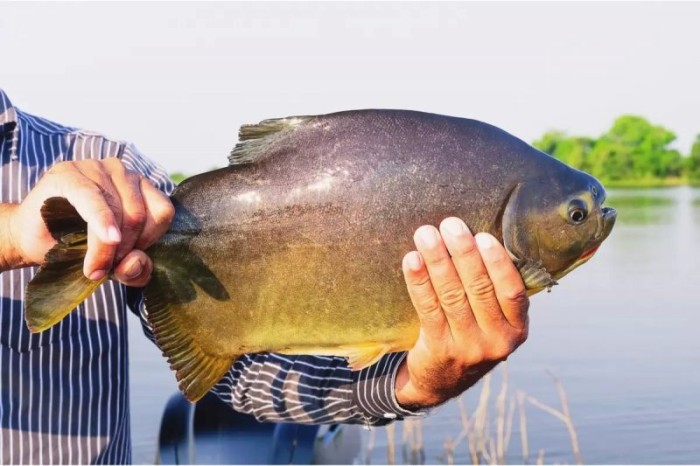 Prefeitura libera pesca no Parque do Lago no feriado do Trabalhador