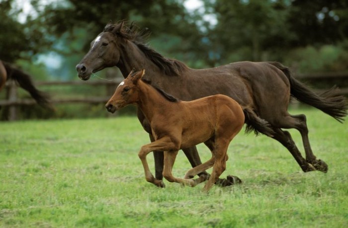 Bagé abriga 50% da criação brasileira de cavalos Puro Sangue Inglês - (Foto: Depositphotos)