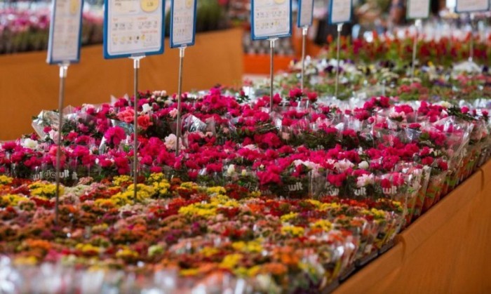 Procon divulga pesquisa com preços de flores para o Dia das Mães