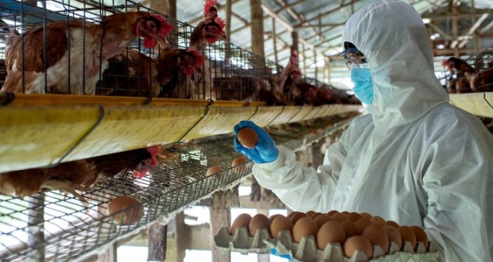 Governo do Estado reforça vigilância contra a influenza aviária