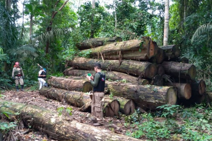 Operação Curupira completa 100 dias e tira o Pará da lista de estados com maiores áreas desmatadas