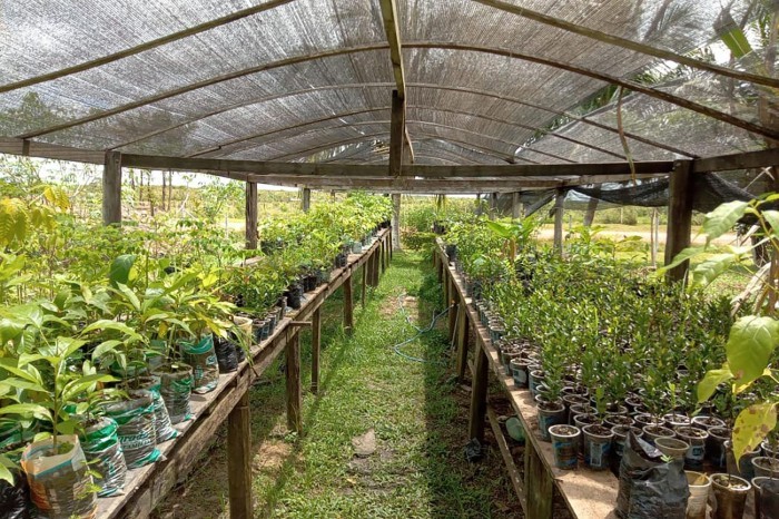 Ideflor-Bio incentiva desenvolvimento agroflorestal no Arquipélago do Marajó