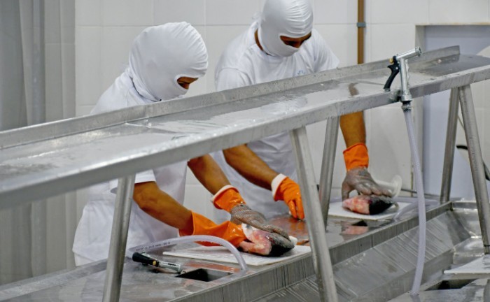 Com o selo Sisbi, a empresa pode comercializar o pescado para todos os estados da federação - Foto: Mateus Soares/Governo do Tocantins