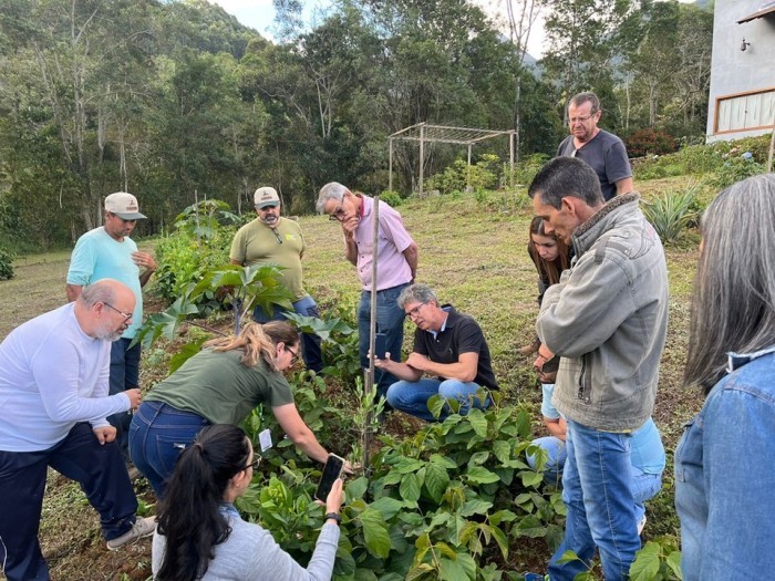 Incaper incentiva produção de olivicultura no Caparaó Capixaba