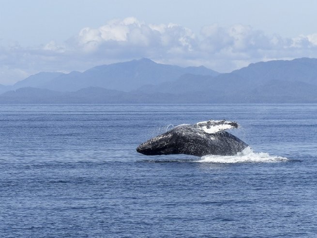 Foto: Julio Cardoso | Projeto Baleia à Vista
