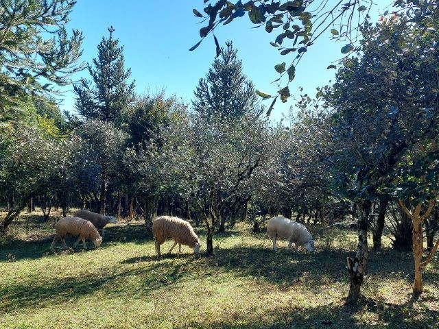 Semana do Meio Ambiente: Pesquisa da Epagri viabiliza geração de renda e preservação ambiental no mesmo espaço rural