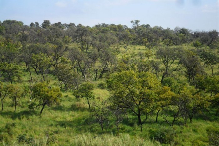 Cerrado