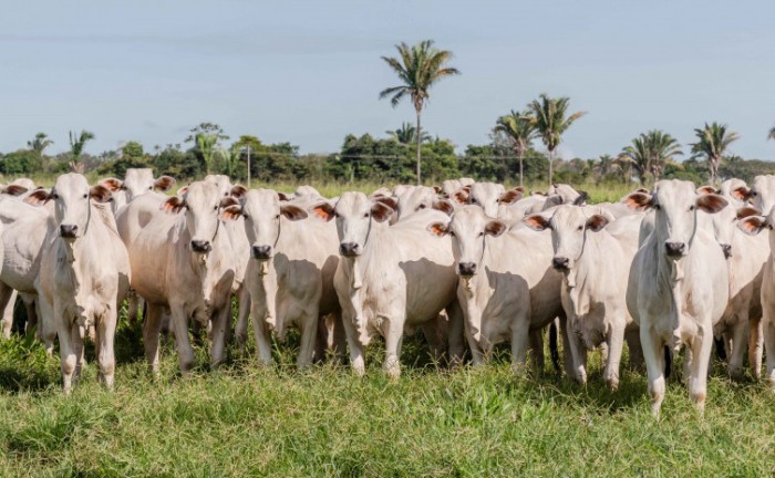 Todas as espécies de animais da propriedade devem ser declaradas - Foto: Keven Lopes/Governo do Tocantins