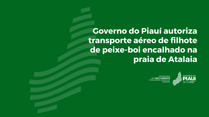 Governo do Piauí autoriza transporte aéreo de filhote de peixe-boi encalhado na praia de Atalaia