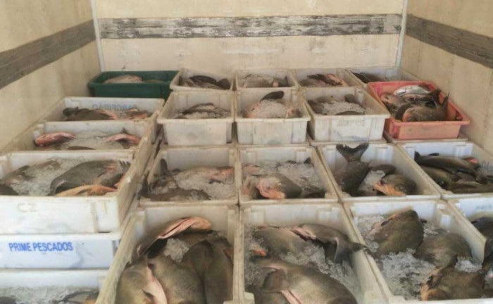Pescado apreendido em caminhão durante operação - Foto: Naturatins/Governo do Tocantins