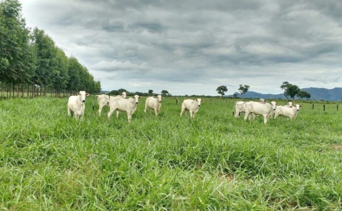 Pecuária tocantinense nos últimos anos avançou na melhoria genética do rebanho - Foto: João Filho