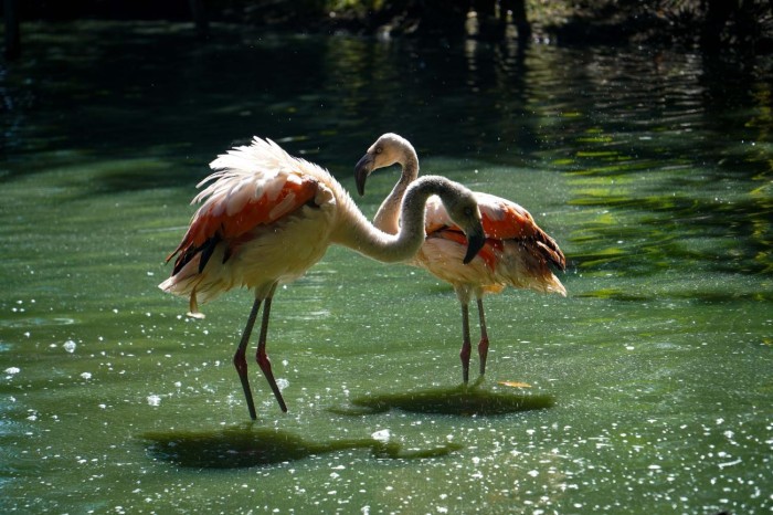 Crédito: Marcelo Souza / Ag.Pará