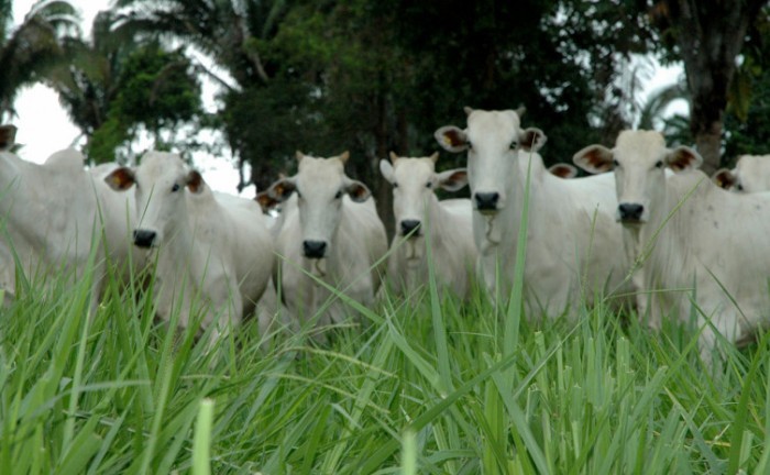 Rota da Pecuária vai passar por seis municípios tocantinenses - Foto: Seagro/Governo do Tocantins