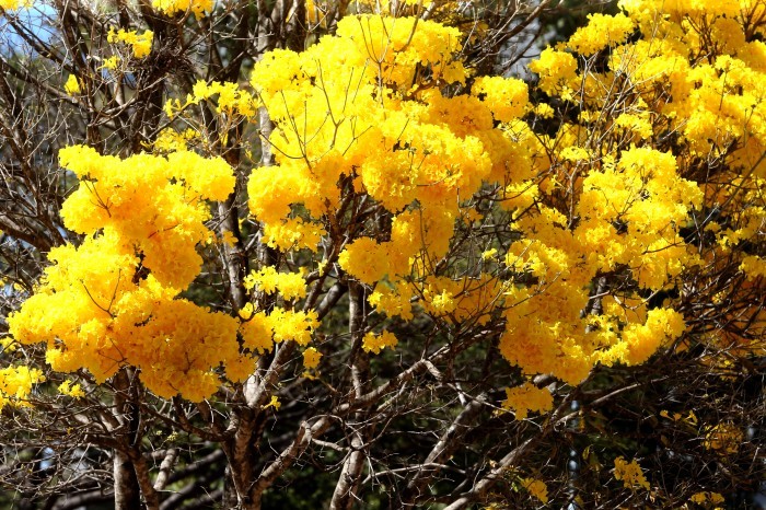 © Valter Campanato/Agência Brasil