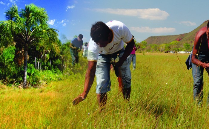 Beneficiários devem ficar atentos, pois a Instrução Normativa sobre o capim-dourado e o buriti foi reeditada pelo Naturatins - Foto: Fernando Alves/Governo do Tocantins