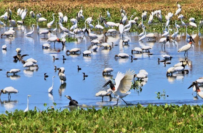 Em seis meses, choveu mais que o esperado para o ano todo na região do Pantanal
