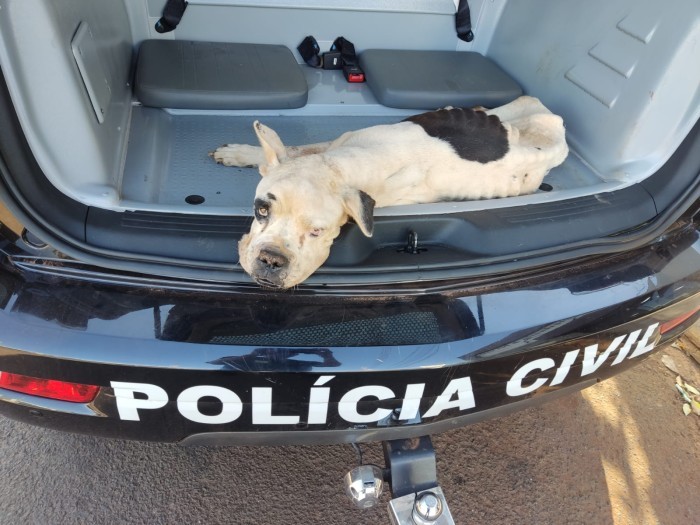 Foto: Reprodução/Polícia Civil - MS